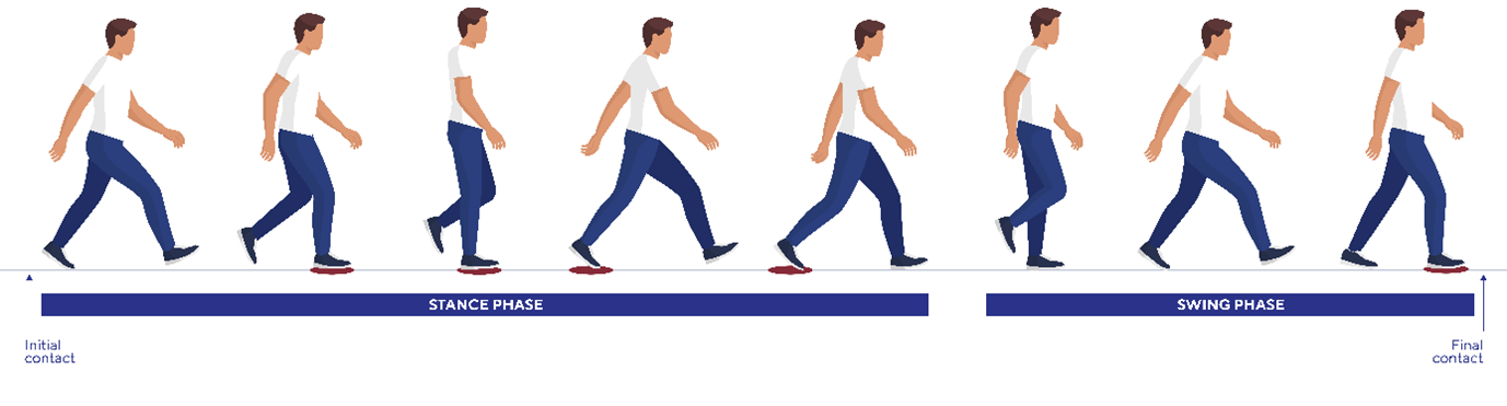 Stance Phase and Swing Phase