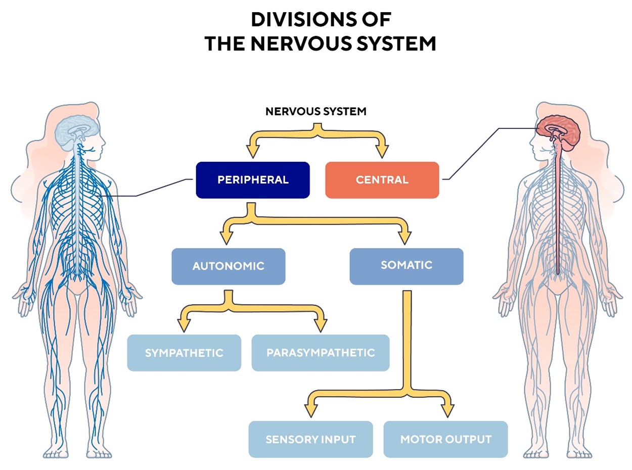 Divisions of the nervous system
